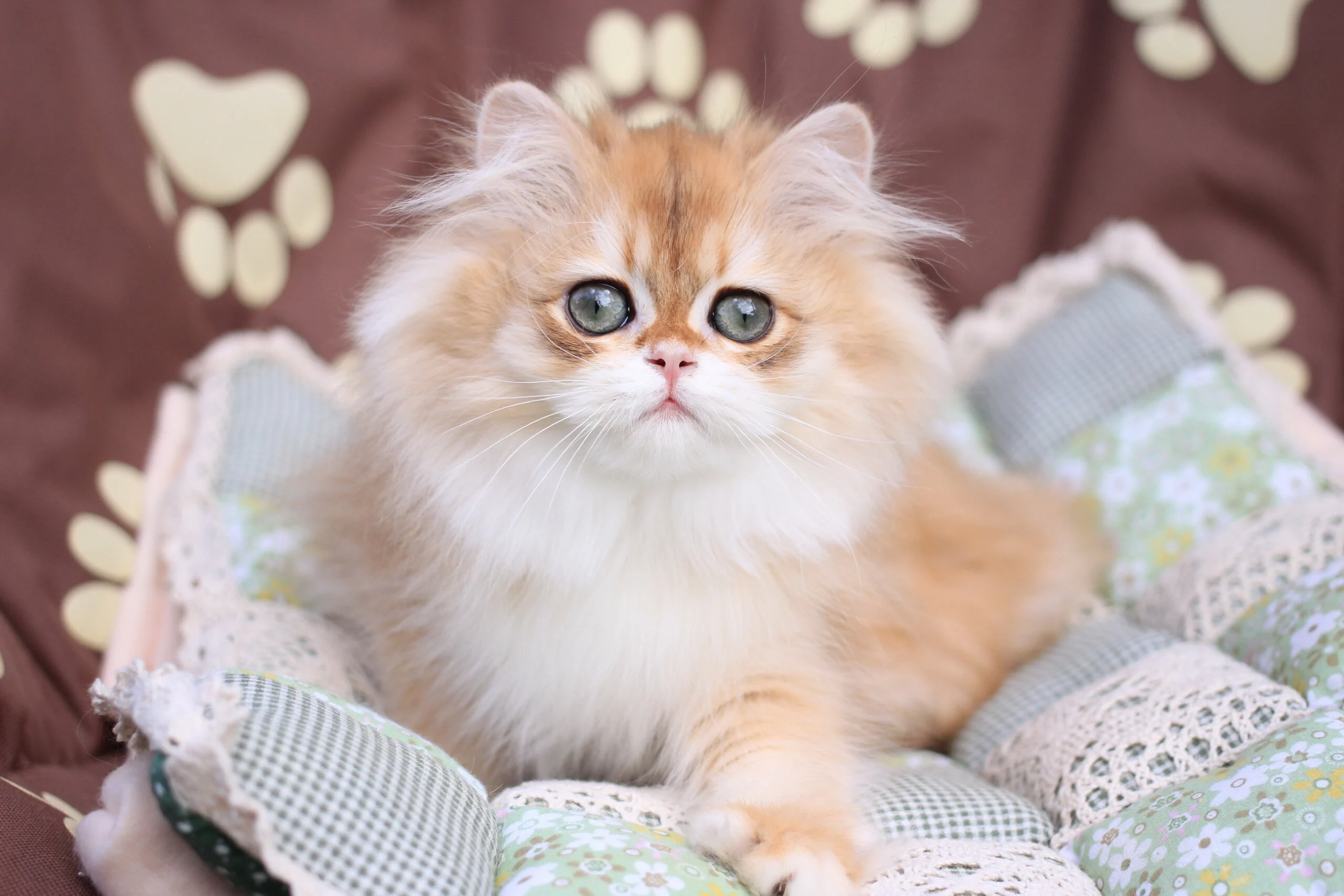 British Shorthair for Sale California