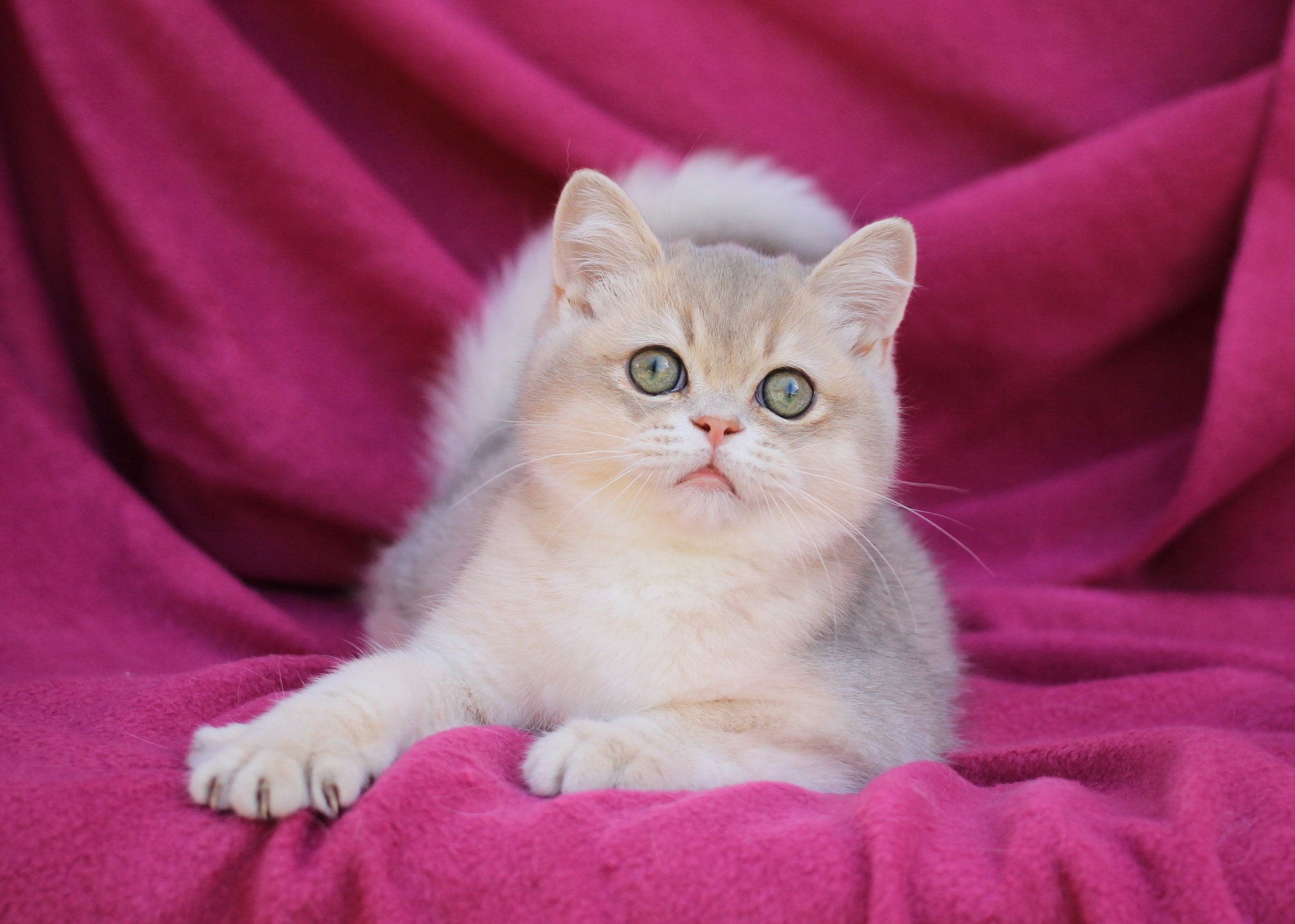 british shorthair kittens near me