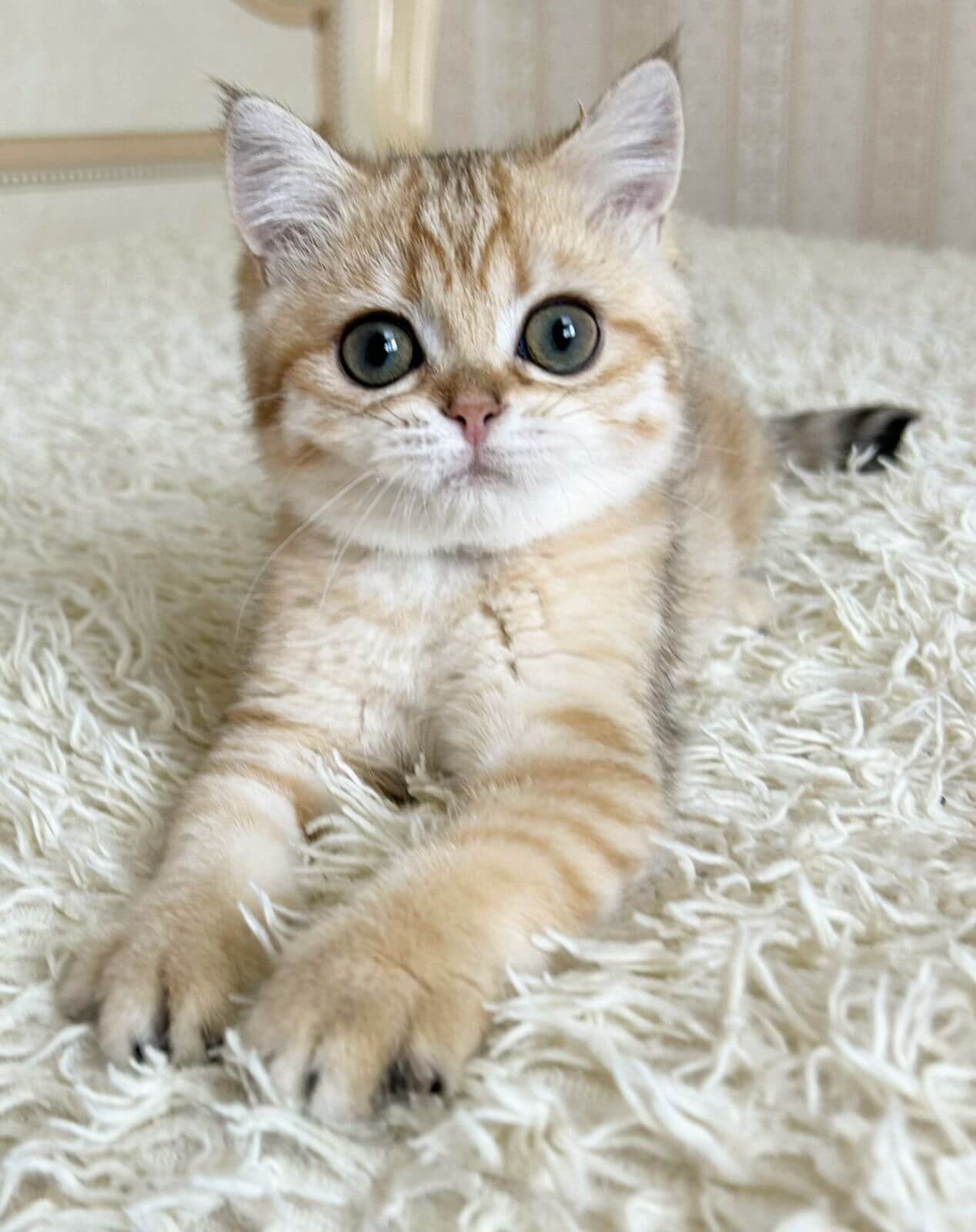 british shorthair cat for sale near me