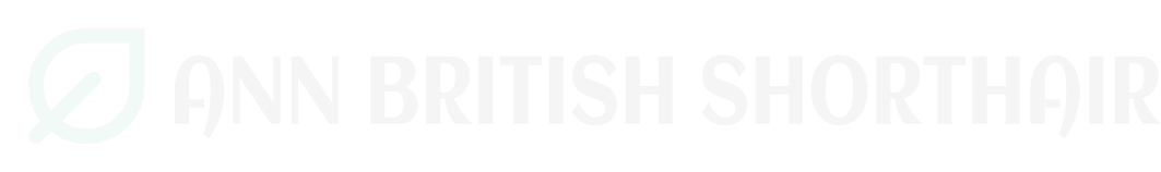 Ann British Shorthair