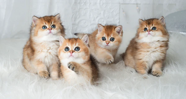 British Shorthair for Sale