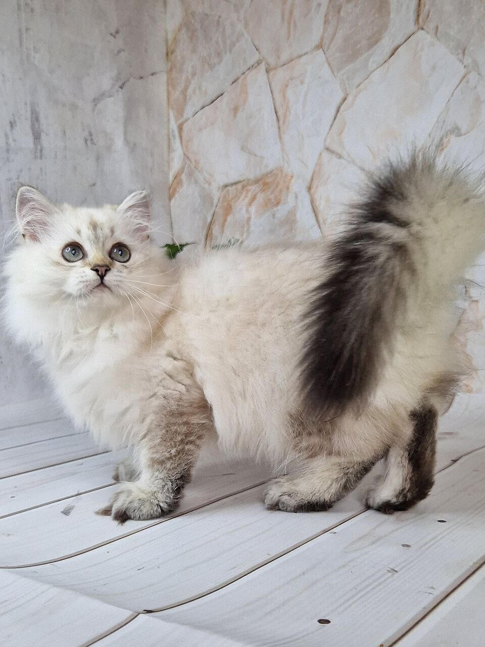 British Shorthair Kitten