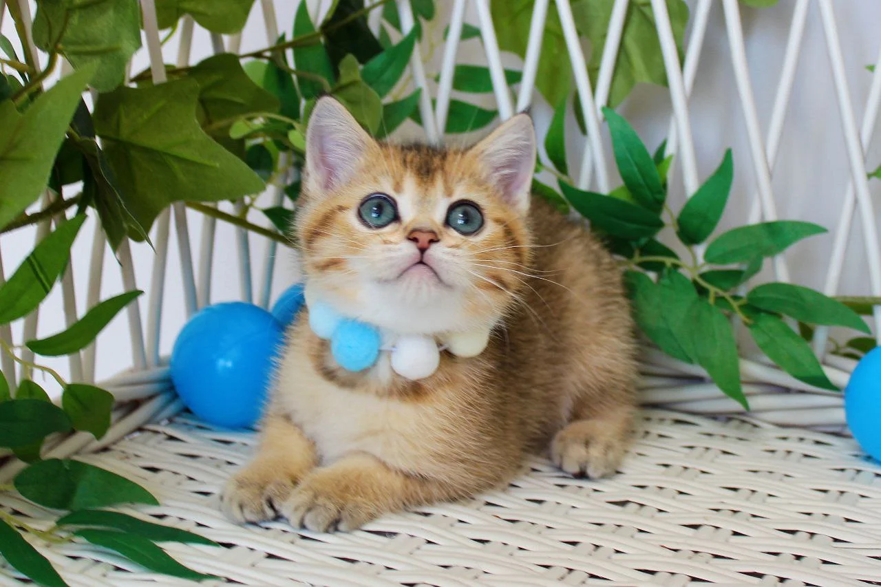 British Shorthair for Sale Near Me