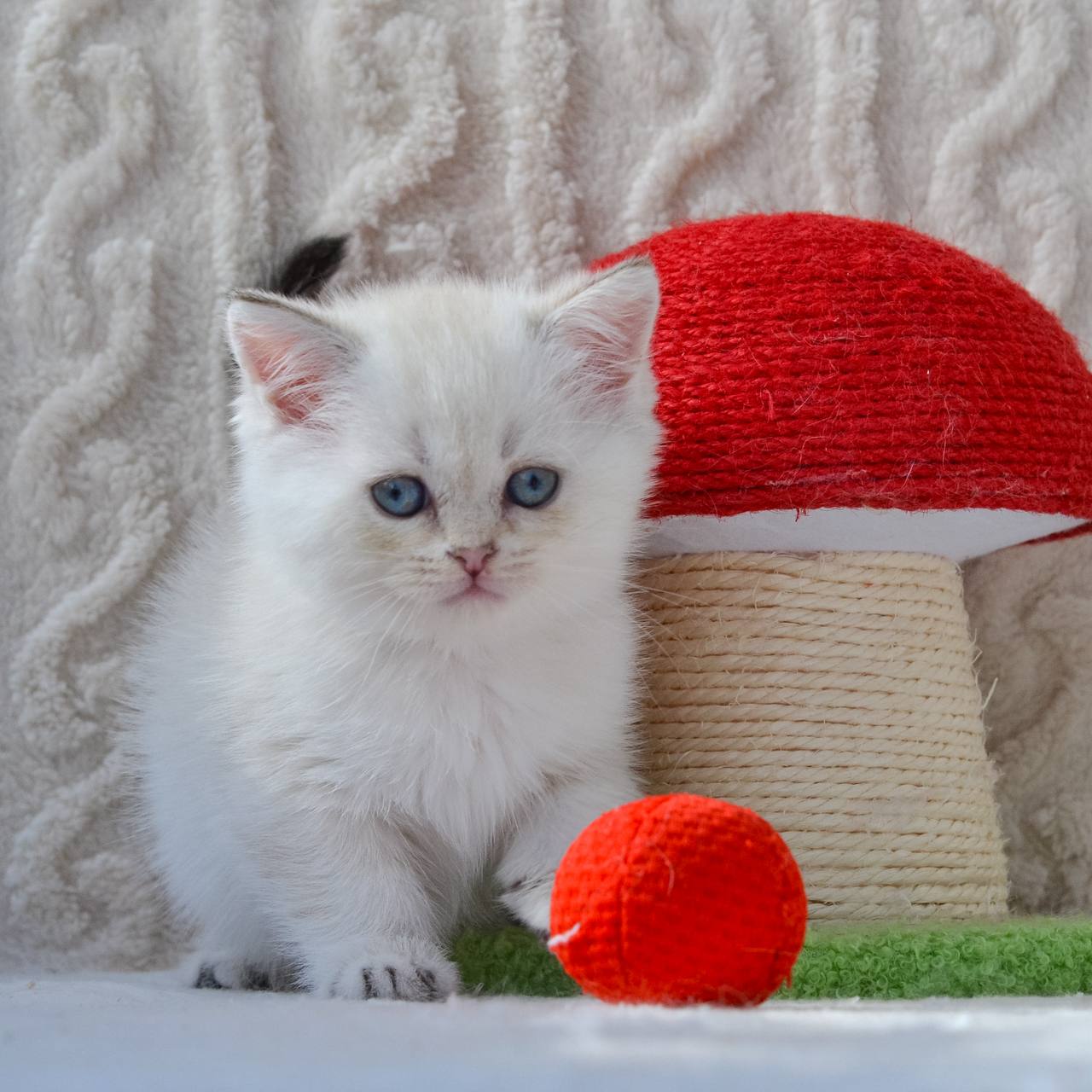 british shorthair kittens for sale
